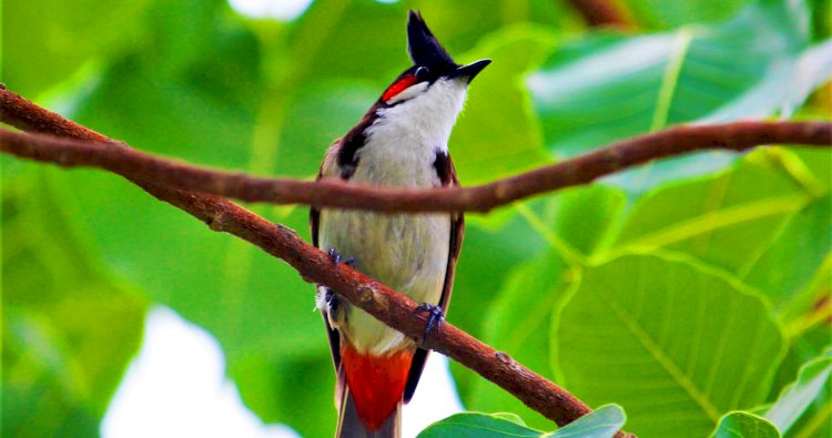 পাখির অভয়ারণ্য  বেগম রোকেয়া বিশ্ববিদ্যালয় 