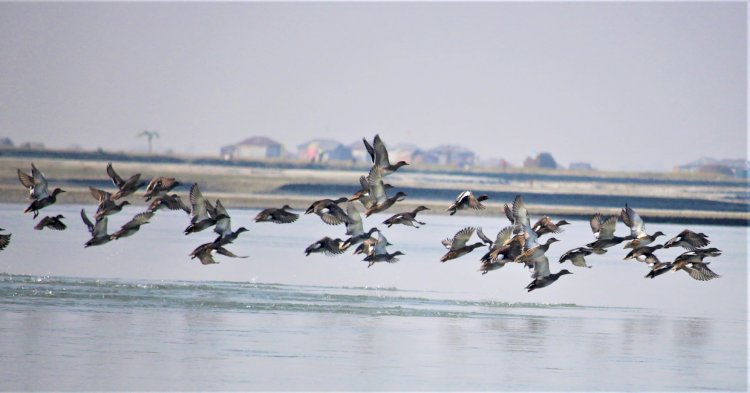 রংপুরের তিস্তার পাড়ে দেখা মিলছে গিরিয়া হাঁস