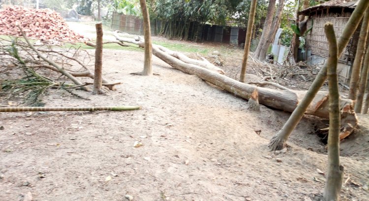 গঙ্গাচড়ায় আদালতের আদেশ অমান্য করে গাছ কাটার অভিযোগ