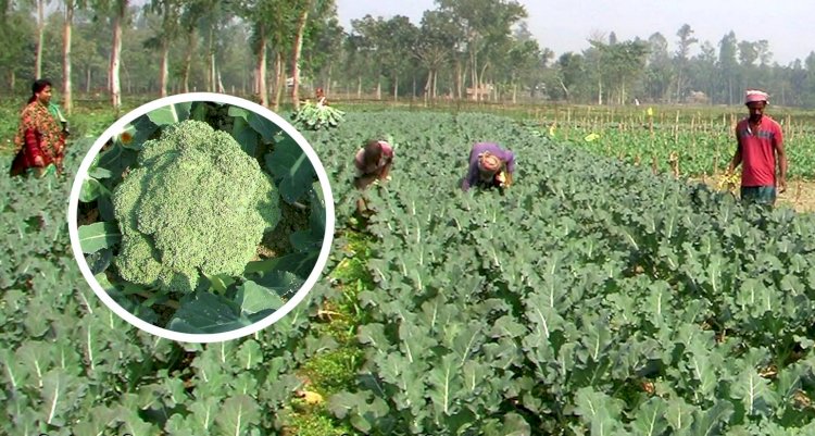 কুড়িগ্রামে ব্রোকলি চাষে স্বপ্ন বুনছেন কৃষক