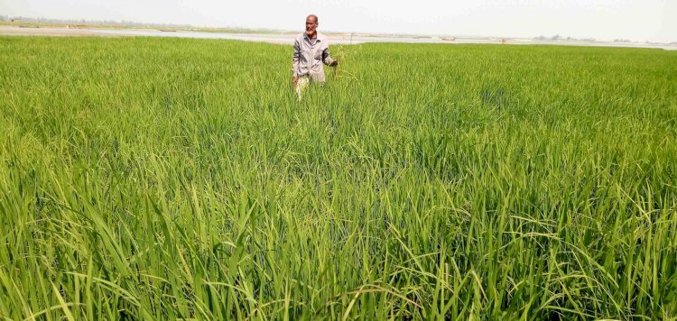 গঙ্গাচড়ায় তিস্তার চরে বোরো ধান চাষ: বাম্পার ফলনের সম্ভাবনায় কৃষকের মুখে হাসি