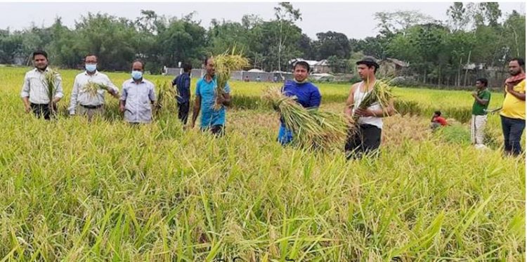 গঙ্গাচড়ায় এক কৃষকের ধান কেটে দিলেন কৃষক লীগ নেতৃবৃন্দ