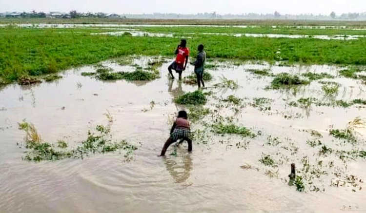 গঙ্গাচড়ায় তিস্তা নদীতে পানি বৃদ্ধি চরাঞ্চল প্লাবিত