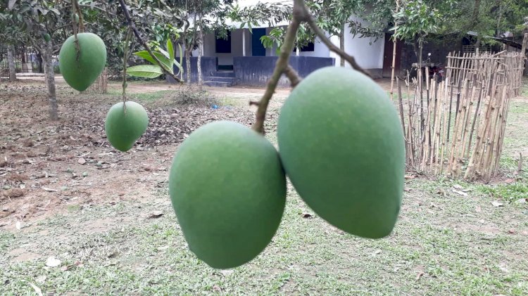 হাড়িভাঙ্গার আশায় দেশবাসী, মিলবে ২০ জুনের পর