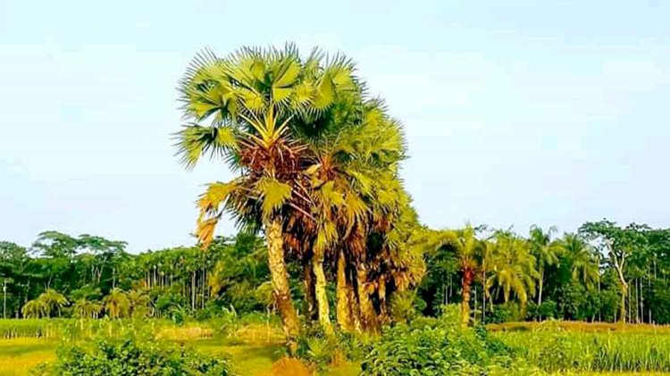 গঙ্গাচড়ায় কাগজে-কলমে চারা রোপণ, বাস্তবে নেই অস্তিত্ব