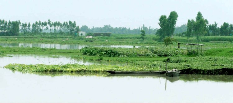 কুড়িগ্রামে বৃষ্টির পানিতে ক্ষতিগ্রস্ত সবজি চাষী