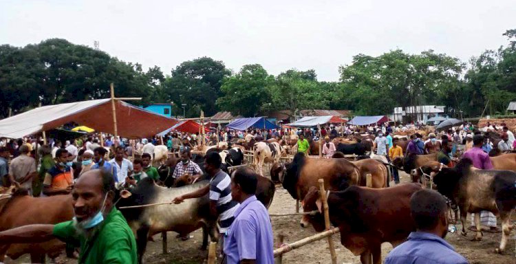 ৬ বছরে সবচেয়ে কম পশু কোরবানি হয়েছে এবছর