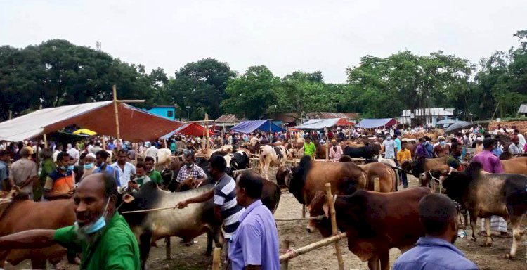 শেষ দিনে পশুর হাটে কেনা-বেচার ধুম, স্বাস্থ্যবিধির বালাই নেই