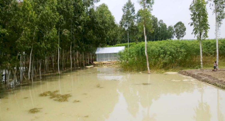 কুড়িগ্রামে ধরলা নদীর পানি ৭ সে.মিটার বিপদসীমার উপর