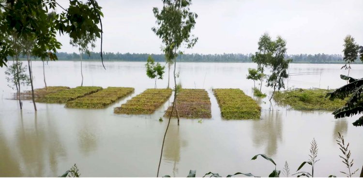 কুড়িগ্রামে ধরলা নদীর পানি ৭ সে.মিটার বিপদসীমার উপর