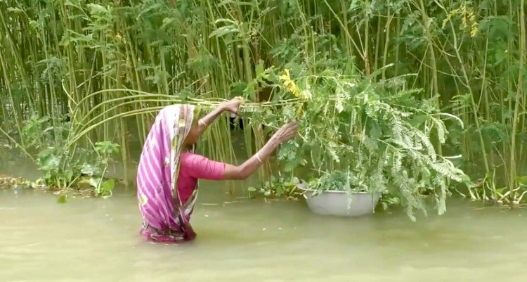 সাড়ে ১৫ হাজার হেক্টর ফসল নিমজ্জিত, কুড়িগ্রামে নদ-নদীতে পানিবৃদ্ধি