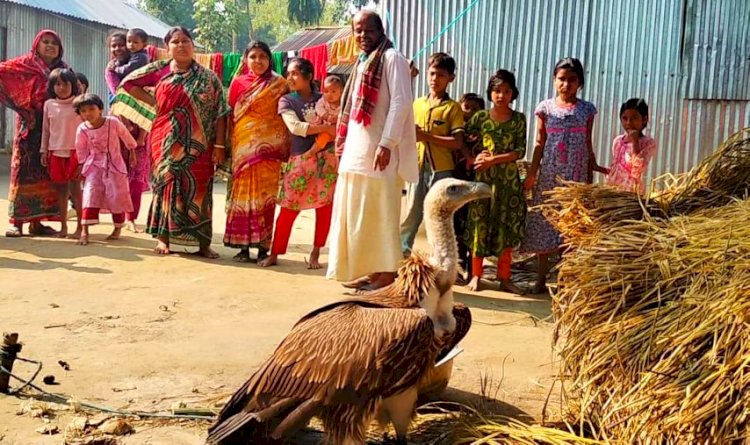 ফুলবাড়ীতে বিলুপ্ত প্রায় প্রজাতির শকুন উদ্ধার