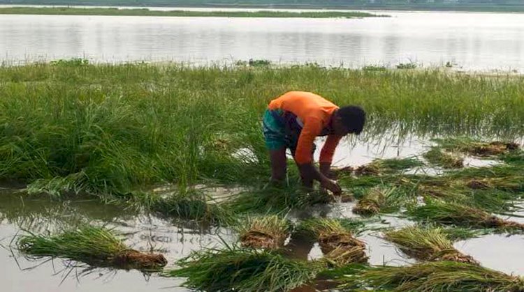 কুড়িগ্রামে পানি বৃদ্ধি, বোরো ধানসহ ২৭৩ হেক্টর জমির ফসল নিমজ্জিত