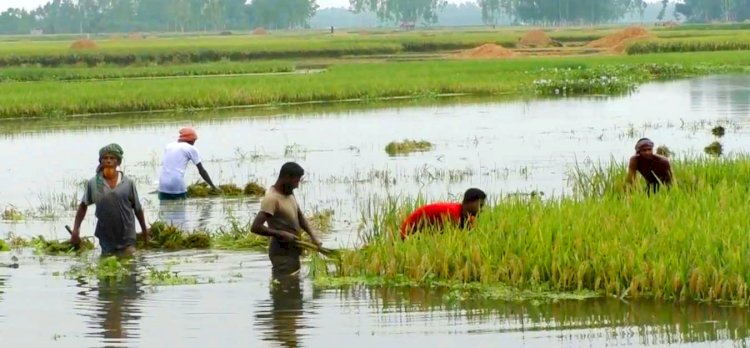 কুড়িগ্রামে তিন দিনের বৃষ্টিতে কৃষকের পাকা ধান বিনষ্টের আশংকা