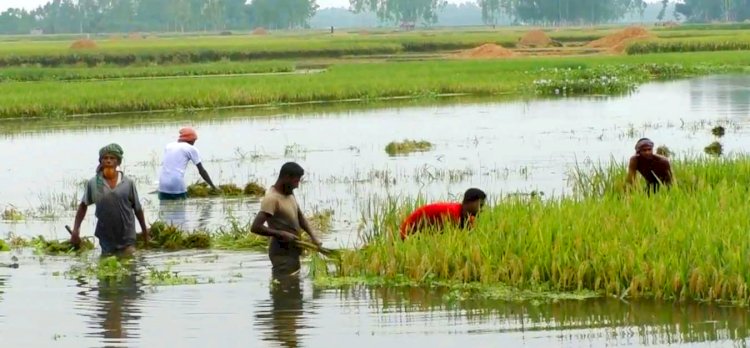 কুড়িগ্রামে তিন দিনের বৃষ্টিতে কৃষকের পাকা ধান বিনষ্টের আশংকা