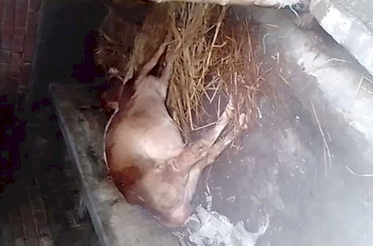 মিঠাপুকুরে চিকিৎসকের কাটা ছেড়ায় মারা গেল গাভী-বাছুর