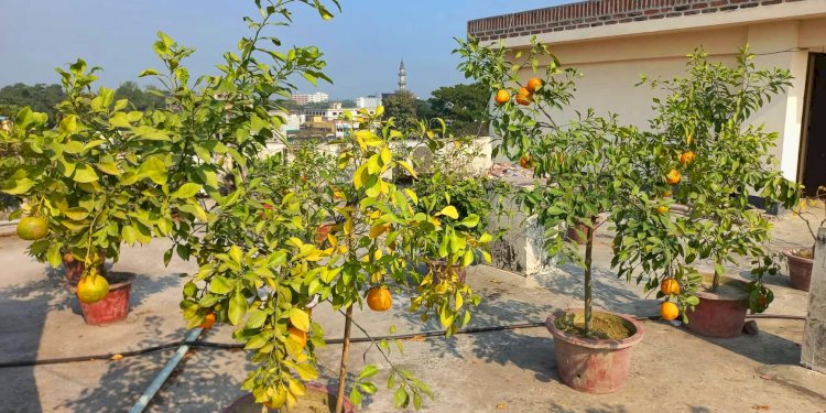 রংপুরে জনপ্রিয় হচ্ছে ছাদ বাগান, মেটাচ্ছে পরিবারের পুষ্টির চাহিদা