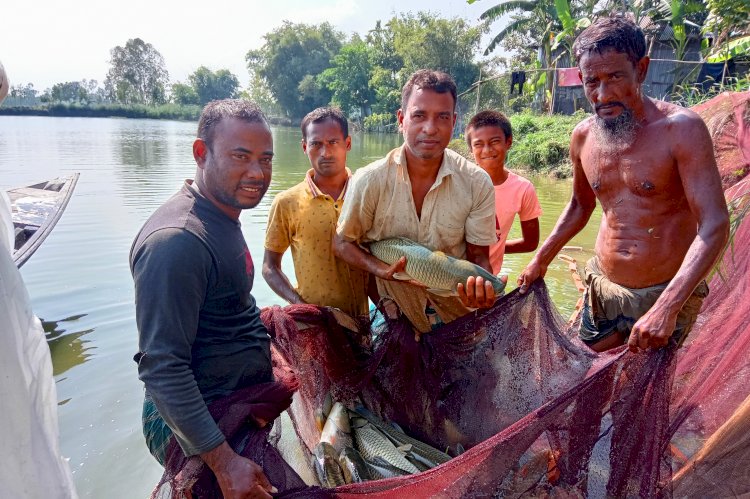 বেকারত্ব ঘোচাতে মাছ চাষে ঝুকেছে পীরগঞ্জের মানুষজন