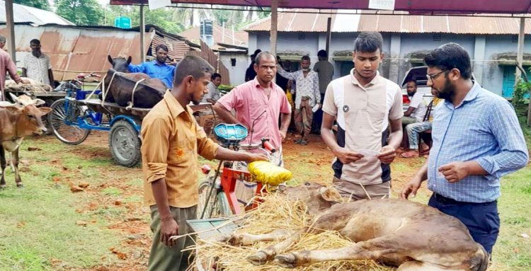 রংপুরে ব্যাপক হারে ছড়াচ্ছে গরুর গলদা চর্মরোগ
