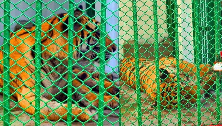 দেড় বছর পর রংপুর চিড়িয়াখানায় জোড়া বাঘ, যে নাম রাখা হলো