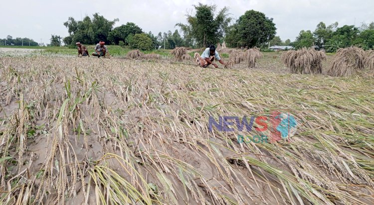 রংপুরে তিস্তার চরে ১০ হেক্টর আমনের ক্ষতি